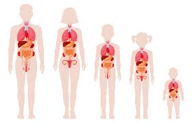 Male body structure and organs / the middle layer consists of the choroid, ciliary body, and iris. Image Details Ist 24582 01534 Human Anatomy Organs Man Woman Girl Boy And Newborn Baby With Internal Organs Location Vector Illustrations Internal Organs Medical Infographic Female And Male Human Body Structure Human Anatomy