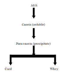 Flow Chart Showing The Pathway Of Whey Production Download
