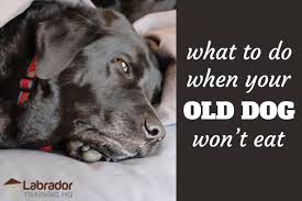 What To Do When Your Old Dog Won T Eat