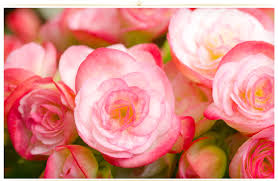 26 types of pink flowers tips