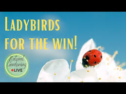 how to attract ladybirds into my garden
