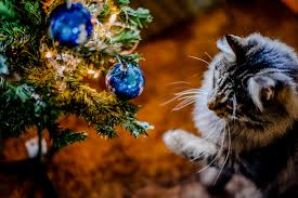We did not find results for: Keep Your Cat Safe At Christmas Blue Cross