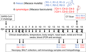 comparison of rhesus and cynomolgus