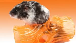 12 strange but common hamster behaviors