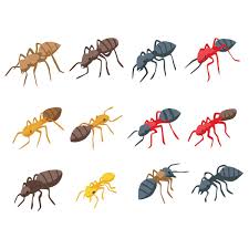 how to identify diffe types of ants