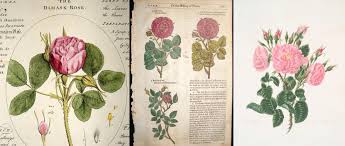 origins of bulgarian roses from