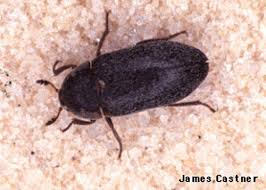black carpet beetle atenus