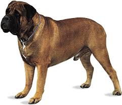 mastiff | breed of dog | Britannica