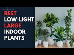 Best Large Indoor Houseplants That Do