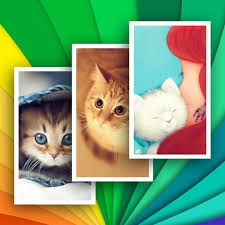 Amazing Cats Wallpapers Free