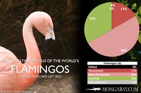 Chart The Worlds Most Endangered Flamingos
