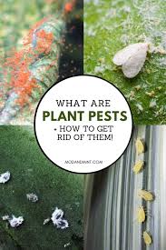 Identify Common Houseplant Pests And