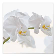 White Orchid Print By Heidi Bollich