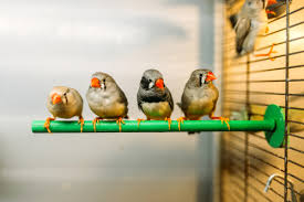 Tips For Keeping Birds And Pets At Home