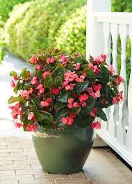 best shade plants for pots shade