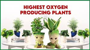 15 Best Highest Oxygen Producing Plants