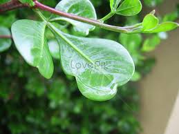 Green Leaves Covered With Water Vapour Photo Image_picture