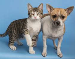 An adoption counselor will connect with you to assess your situation and determine if the dog is a good fit. 5 Pet Adoption Centers Where You Can Foster A Furrever Friend In Phoenix Urbanmatter Phoenix