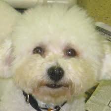 Teddy bear puppies tiny puppies puppies and kitties cute puppies cute dogs doggies havanese dogs maltipoo cavapoo. Bichon And Little Buddies Rescue Home Facebook