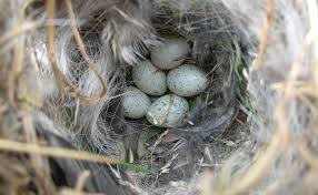 House Sparrow Nest And Eggs Avian Report