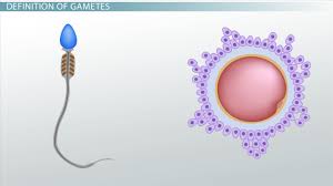 gametes definition formation