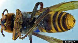 asian giant hornet fact guide