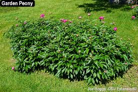 Garden Peony Clean Up Bygl