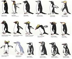 Penguins Bionomics Lessons Tes Teach
