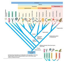 Cladograms are constructed by grouping. Evolution Link Examine The Cladogram In Figure 30 6a Based On The Discussion In This Chapter What Were Some Of The Types Of Data That Biologists Used To Determine These Phylogenetic Relationships Figure