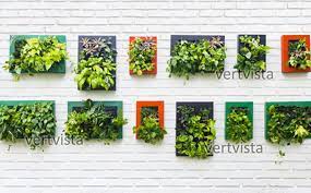Grow In Your Indoor Green Walls