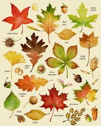 Autumn Leaves Print Leaf Varieties Types Of Leaves Seeds