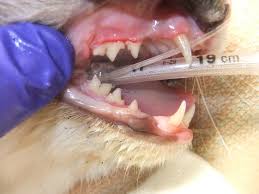 cat dental cleaning cost
