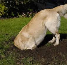 Why Does My Dog Dig Identify And