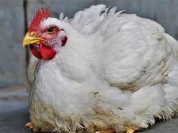 Bird flu, or avian flu, is an infectious type of influenza that spreads among birds. Cc Mi67ogupham