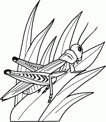 Download our free printable insect coloring pages and enjoy learning about insects through coloring. Insect Color Pages Coloring Home