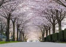 A Guide to Vancouver's Cherry Blossoms