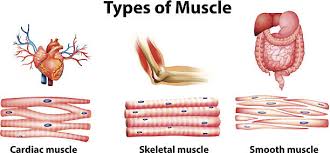 There are three types of muscles in the body: Muscular System Diagram Quizlet