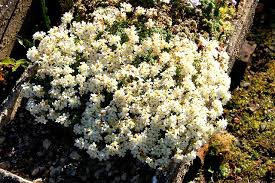 Saxifraga marginata - Alpine Garden Society