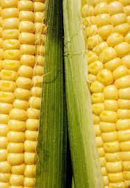 How long to boil corn with husk. How To Cook Corn In The Husk Microwave Grill Bake Boil Melanie Cooks