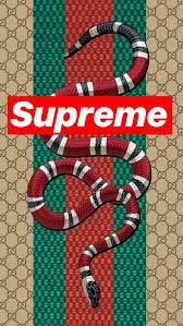 gucci c snake with the