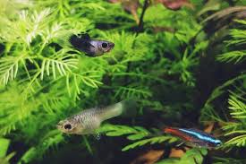 9 Best Small Fish for 1 Gallon Tank - AC Aquarium gambar png