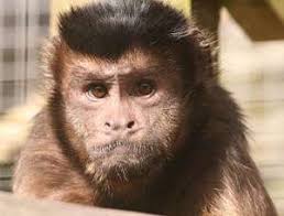 Maybe you would like to learn more about one of these? Pet Monkey Uk Law Rules For Keeping Monkeys As Pets