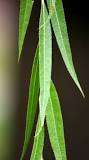 what-are-willow-leaves-good-for