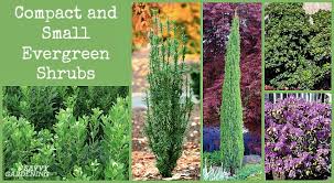 small evergreen shrubs for year round