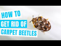 how to get rid of carpet beetles fast