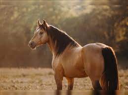 Mustangs are the descendants of domesticated horses brought to the usa, especially those introduced by spanish colonial settlers. Ari Mustang American Stallion Buckskin