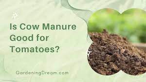is cow manure good for tomatoes you