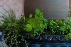A Back Porch Herb Garden Add A Pinch