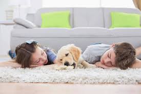 carpet cleaning gladstone o carpets