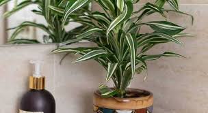Check spelling or type a new query. 10 Causes Of Dracaena Leaves Curling And Solutions Garden For Indoor